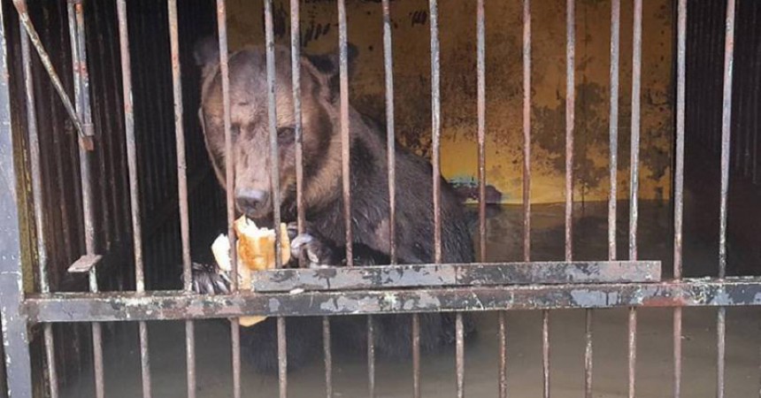 Osos-Inundaciones-Zoologico-Rusia