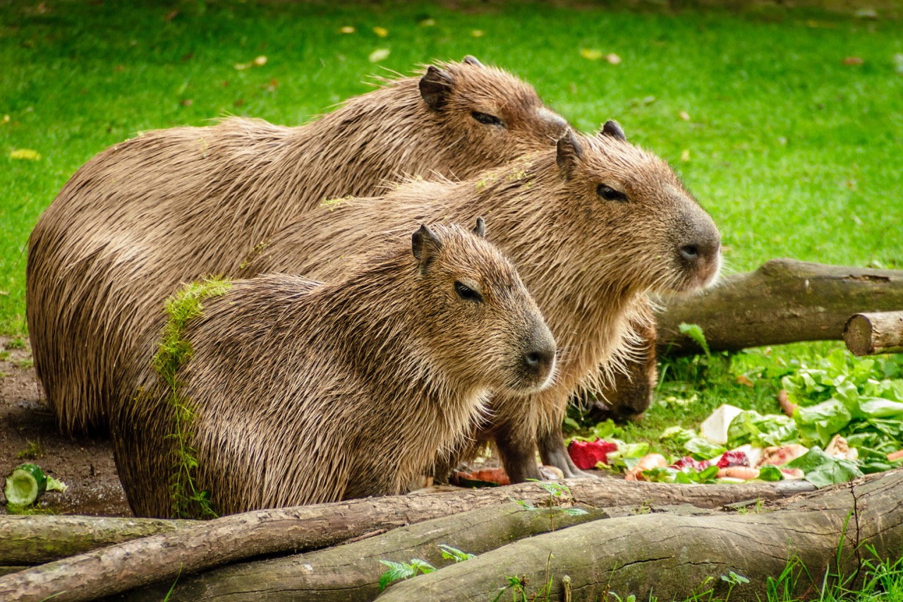 Capibaras