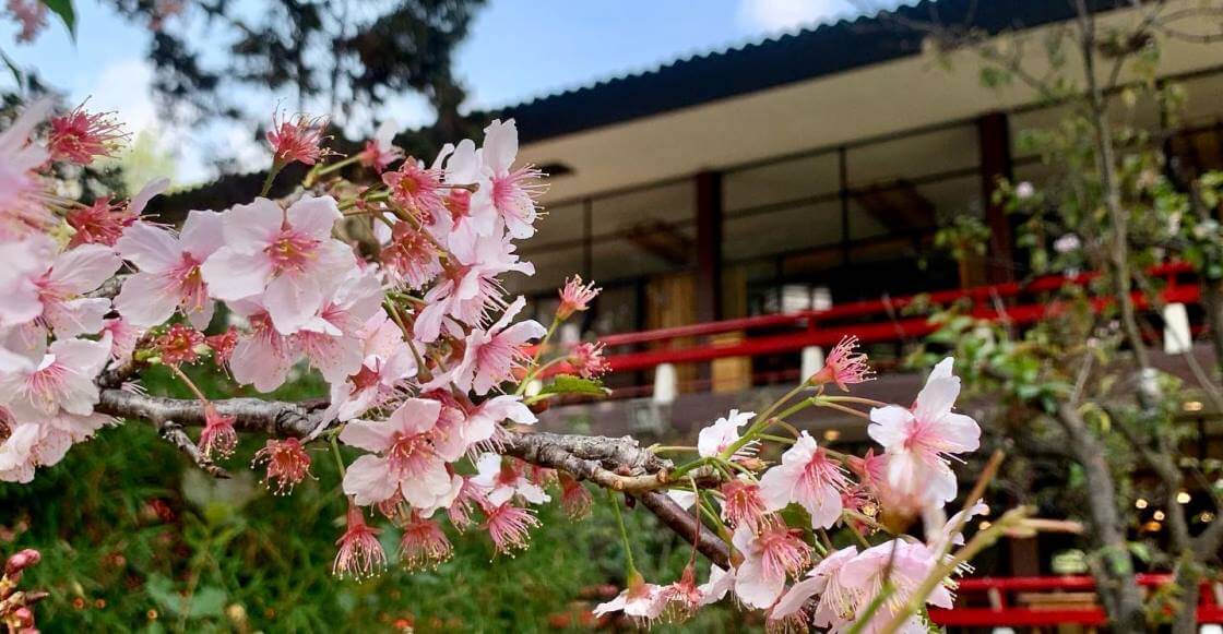 El camino de los cerezos en la CDMX