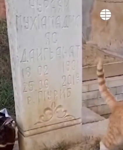 Hachiko michi: La historia de la gatita que vive en la tumba de su dueño