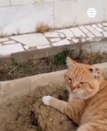 Hachiko michi: La historia de la gatita que vive en la tumba de su dueño