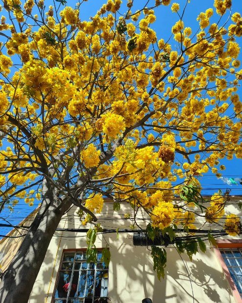 Pequeña lista de árboles florales de la CDMX