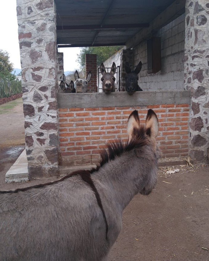 casa-burros-burrolandia