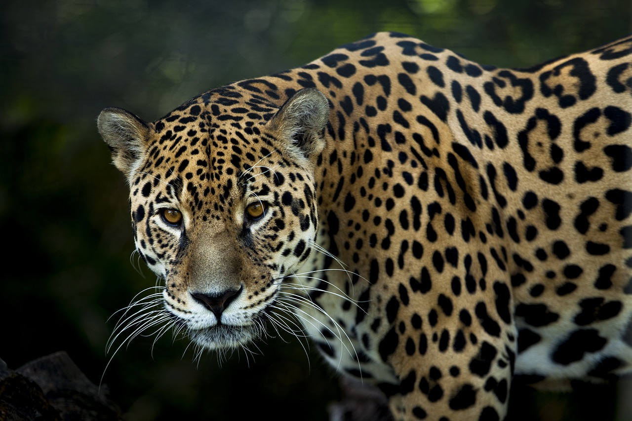 Hombre mata a jaguar por "atacar" sus vacas y exhibe el cadáver en video en San Luis Potosí