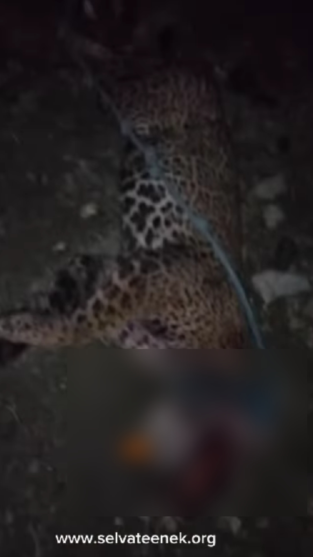 Hombre mata a jaguar por "atacar" sus vacas y exhibe el cadáver en video en San Luis Potosí