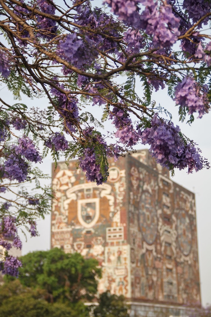 Te contamos cuándo florecen las jacarandas y por qué lo hacen en invierno