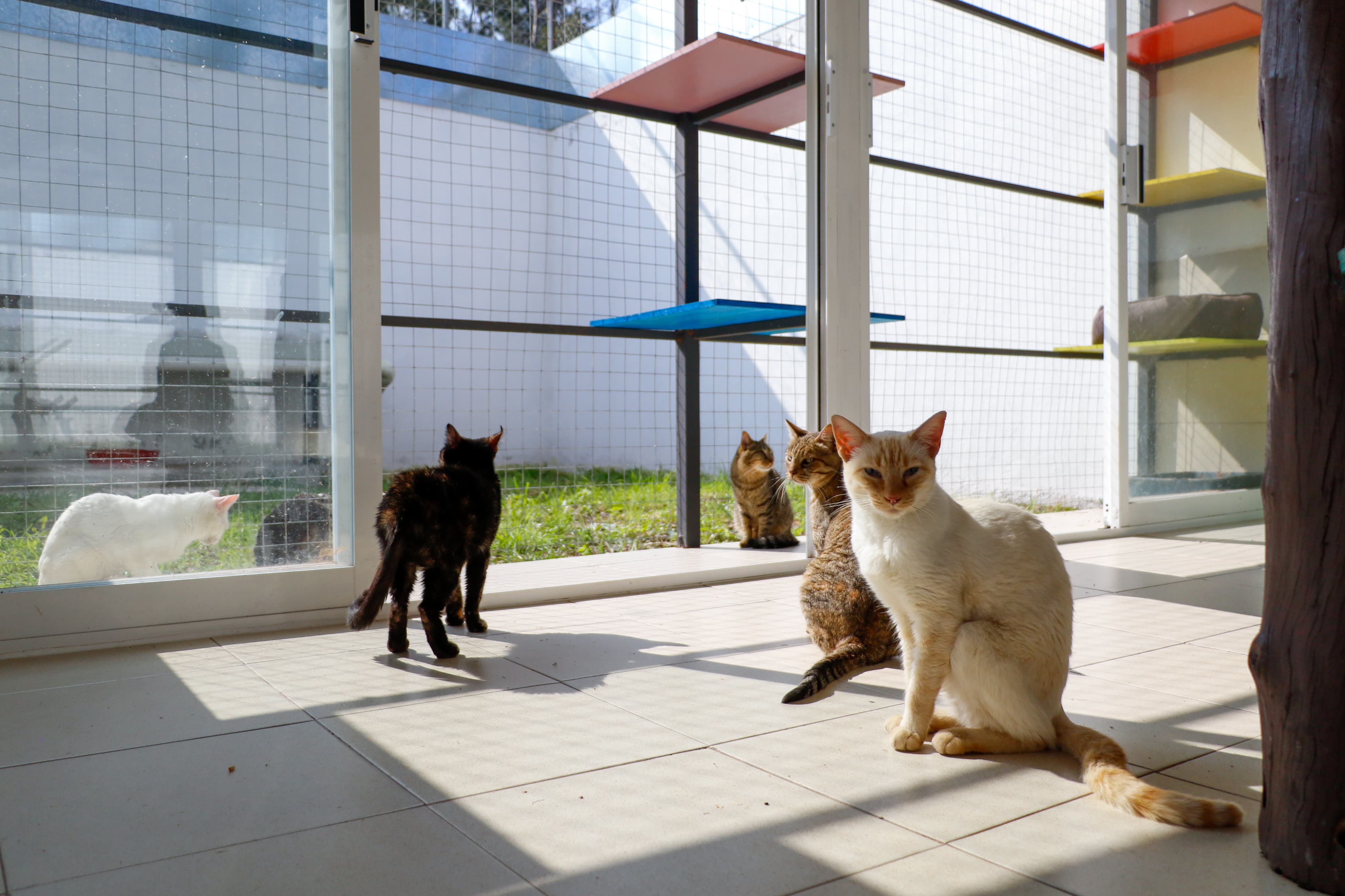 Michigan Ciudad de los Gatos en CDMX para adoptar