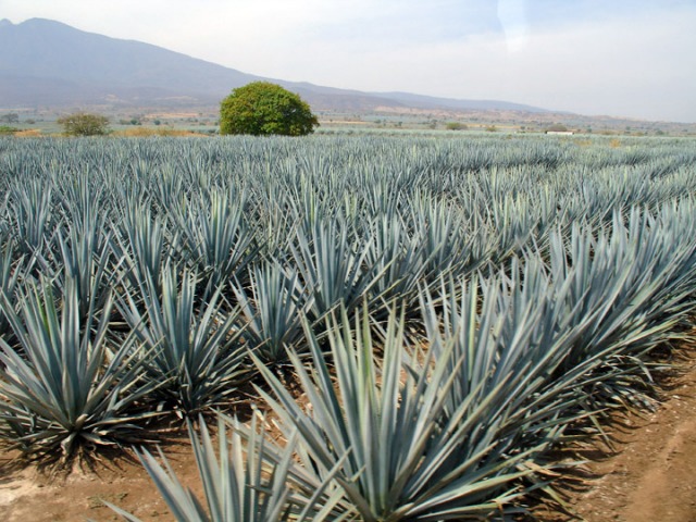 Agave