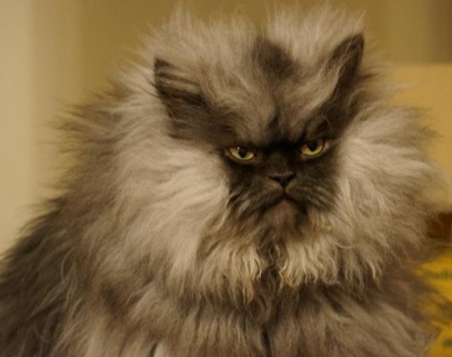 colonel_meow