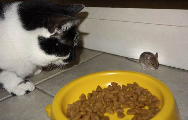 raton_vs_gato_6