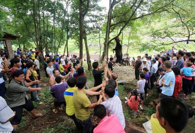 cow hanging ceremony3