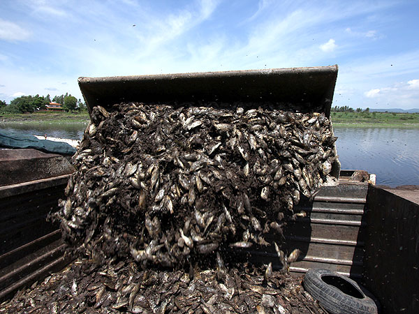 jalisco peces derrame2