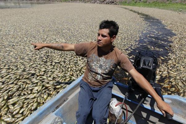 jalisco peces derrame6jpg