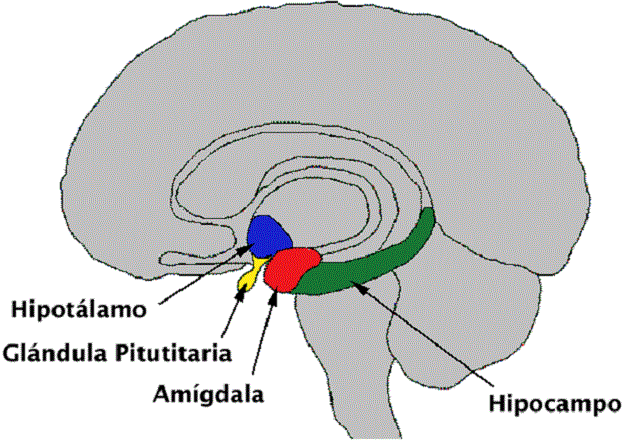 hipotálamo cerebro 640