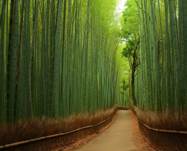 Bosque de bambú