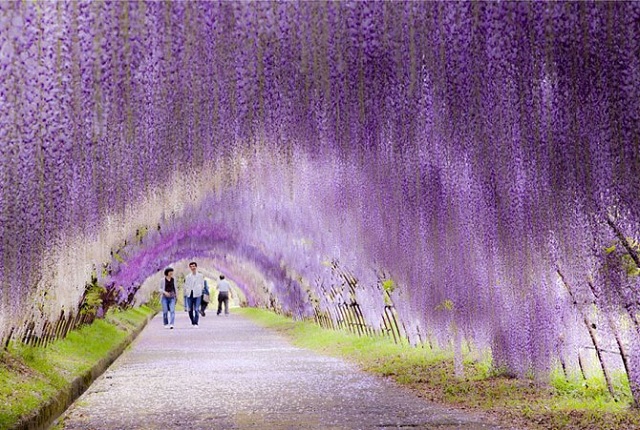 wisteria