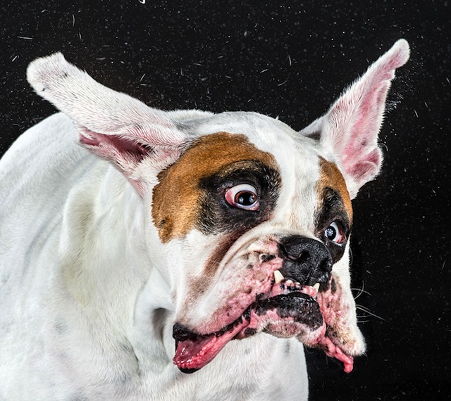 Carli Davidson Pet Photography