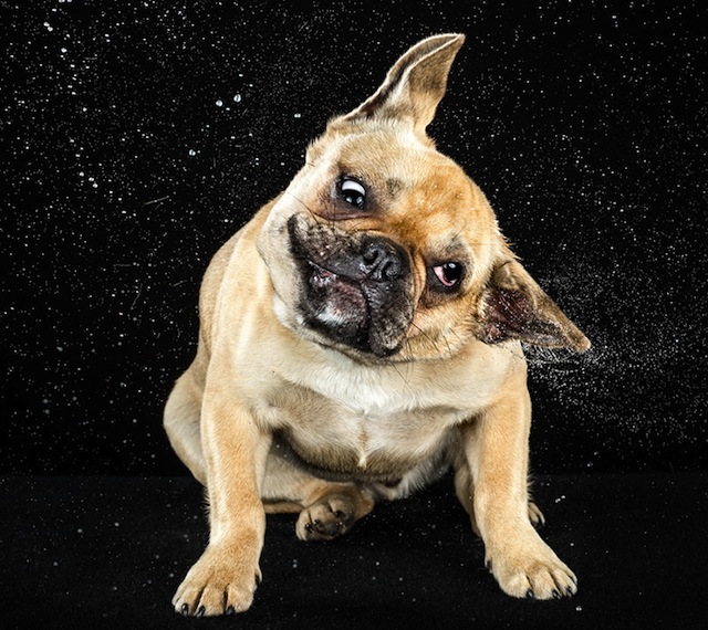 Carli Davidson Pet Photography