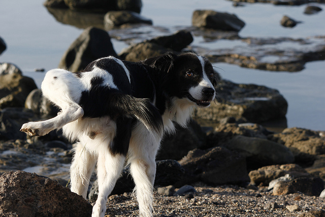 perro orinando