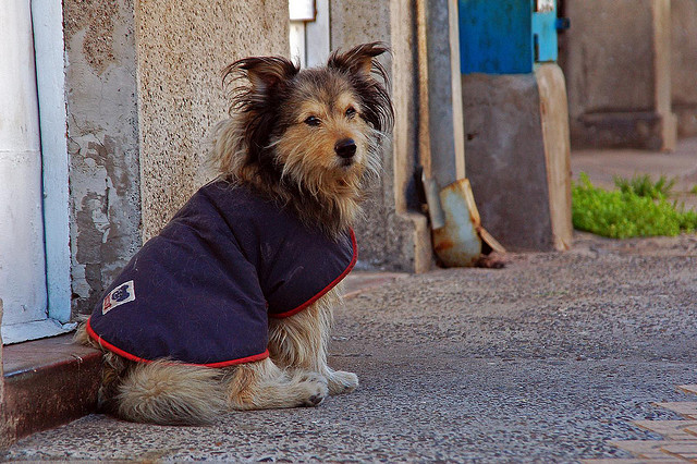 perro sudado