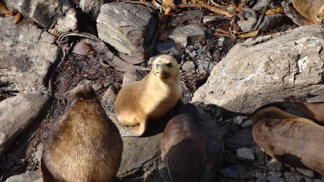 Sea-Lions-2-Sea-Lions-Island-Dia-2