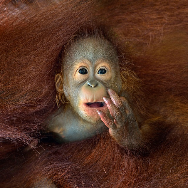 "¿Qué estás mirando?", Chin Boon Leng, Premio Nacional de Singapur