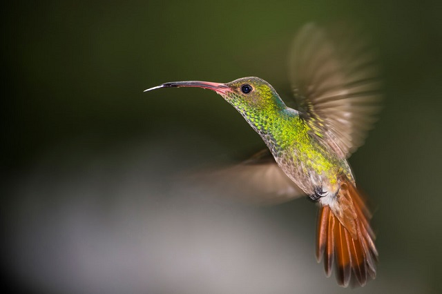 "Colibrí", Kristhian Castro (no ese Cristian Castro), segundo lugar del Premio Nacional de Colombia