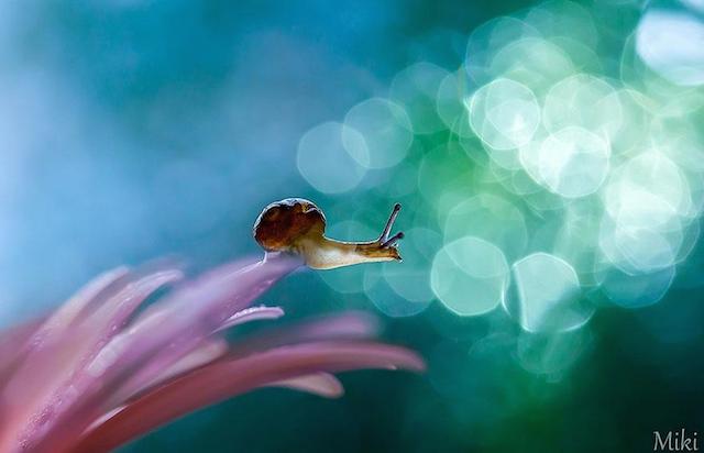 macro-photography-miki-asai-1