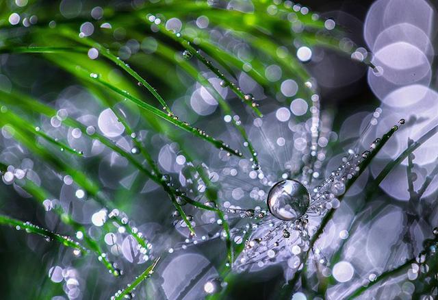 macro-photography-miki-asai-10