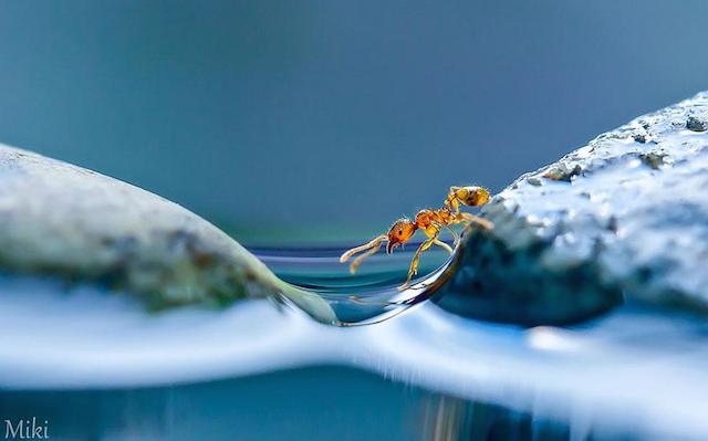 macro-photography-miki-asai-12