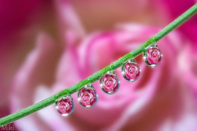 macro-photography-miki-asai-13