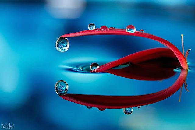 macro-photography-miki-asai-14