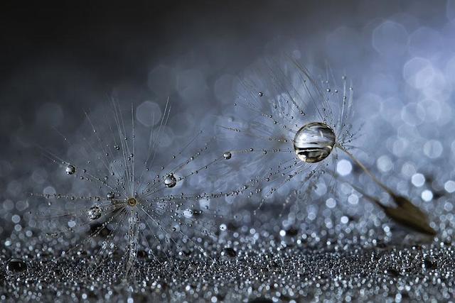 macro-photography-miki-asai-17