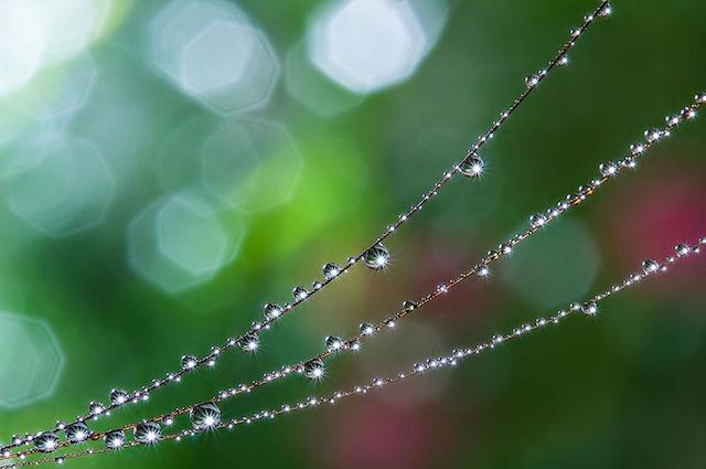 macro-photography-miki-asai-19