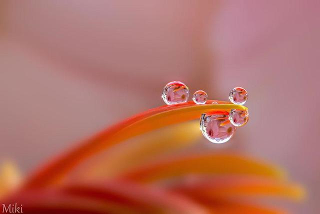 macro-photography-miki-asai-20