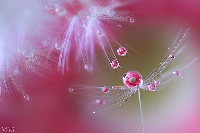 macro-photography-miki-asai-22