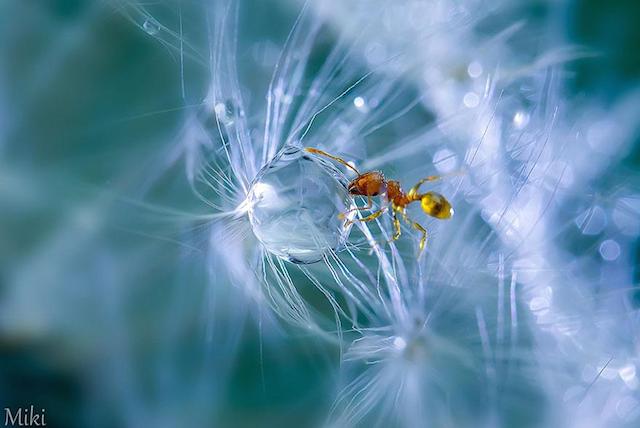 macro-photography-miki-asai-3