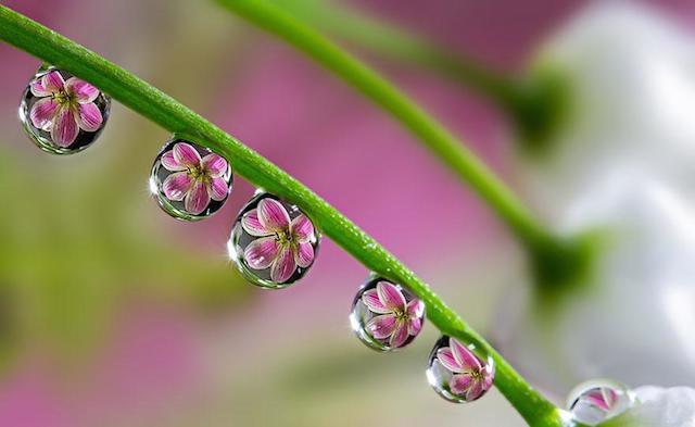 macro-photography-miki-asai-5