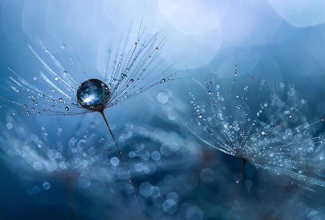 macro-photography-miki-asai-6