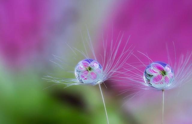 macro-photography-miki-asai-7