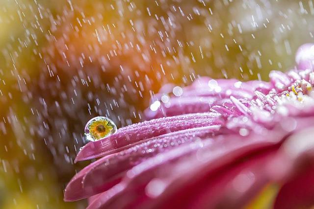 macro-photography-miki-asai-9