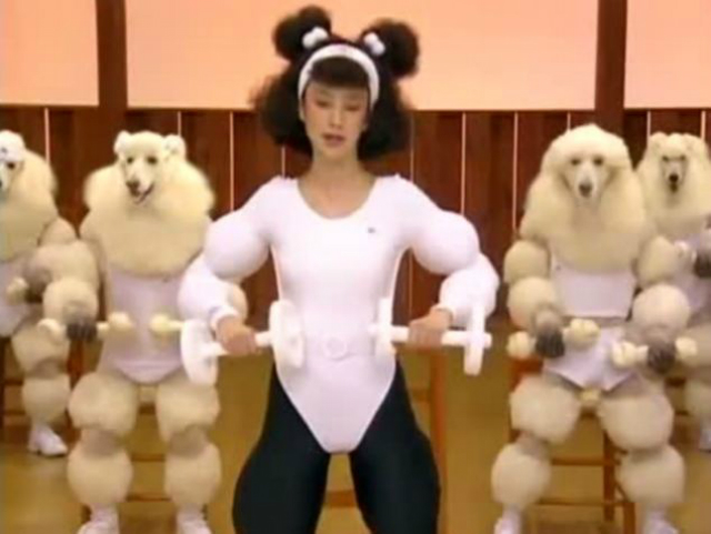 video poodles 2