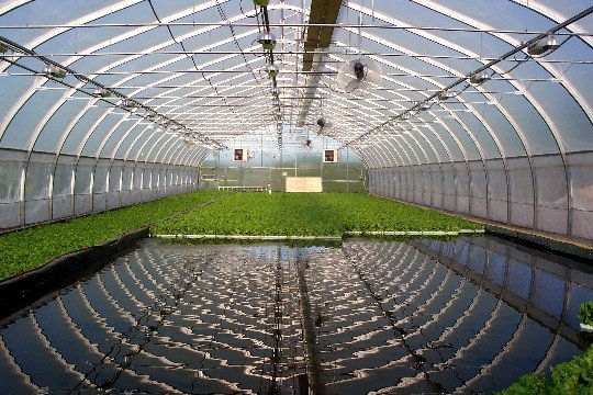 aquaponic