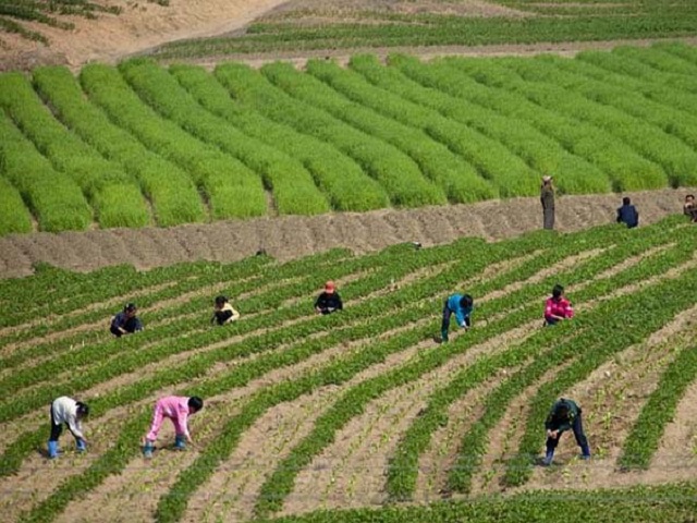 corea del norte07