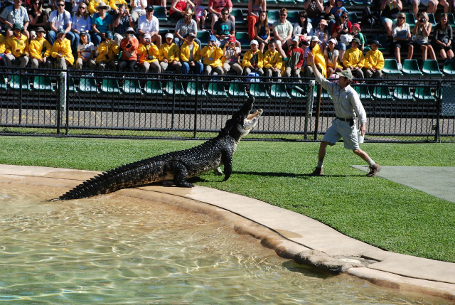 crocoseum