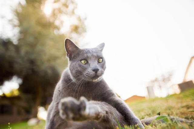 santuario de gatos15