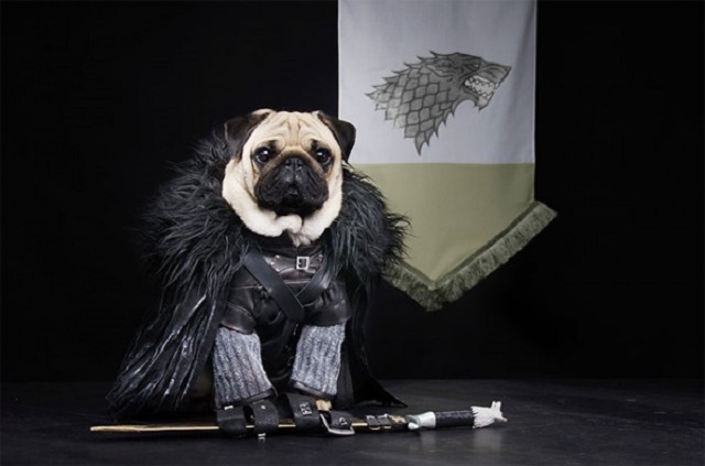 game of thrones pugs01