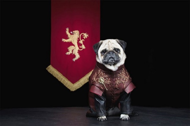 game of thrones pugs02