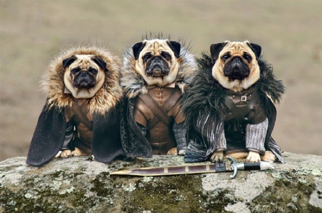 game of thrones pugs04