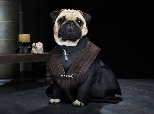 game of thrones pugs06